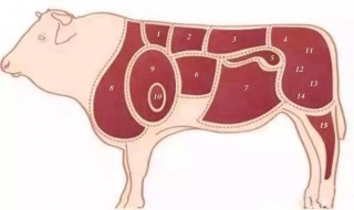 炖牛肉用哪个部位 炖牛肉用哪个部位的肉