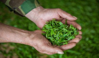 四大名茶之一的龙井茶产地是 四大名茶之一的龙井茶产地是浙江省哪个市