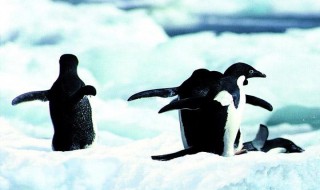 企鹅生活在南极还是北极（企鹅生活在南极还是北极南极）