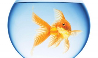 小鱼缸里的小金鱼怎么养 小鱼缸的金鱼怎么养活