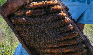 土蜂养殖方法（土蜂养殖技术指导）