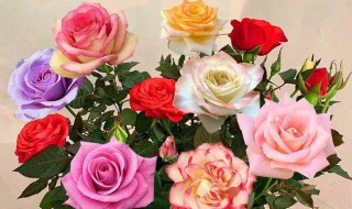 玫瑰花的颜色代表什么意思（各色玫瑰花的寓意和花语）