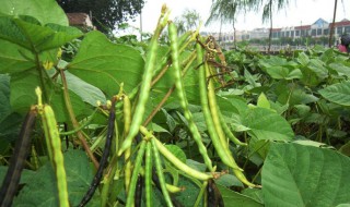 绿豆的种植方法步骤小学生 绿豆的种植方法一年级小朋友