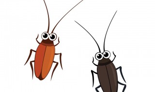 治蟑螂的最有效的方法 治蟑螂的最有效的方法是什么