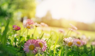 格桑花的寓意 格桑花的寓意和花语,如果发抖音文案怎么写