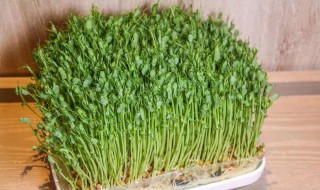 小豌豆芽的种植方法 小豌豆芽的种植方法图片