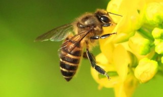 蜜蜂如何采蜜 蜜蜂如何采蜜酿蜜视频