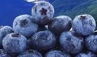蓝莓的十大吃法不可不知（蓝莓的10种吃法）