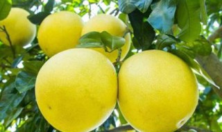 柚子属于寒性水果吗 柚子属于寒性水果吗还是热性