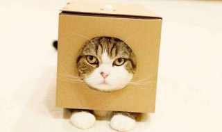 为什么猫咪能像液体一样缩在盒子里 为什么猫咪能像液体一样缩在盒子里呢