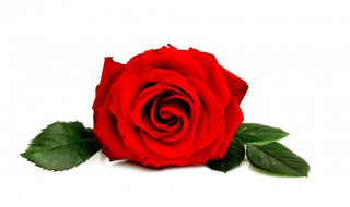 送玫瑰花朵数的含义 送玫瑰花朵数的意义