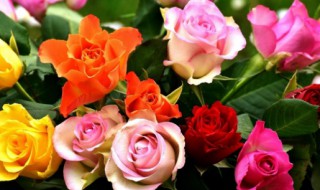 玫瑰颜色的含义 玫瑰颜色的含义和象征夏洛特
