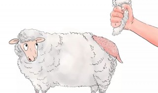 薅羊毛怎么读 薅羊毛怎么读什么意思