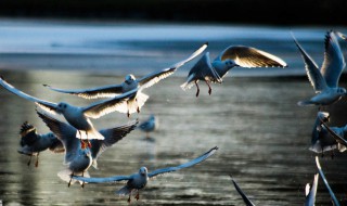 群鸟飞过湖面的动态描写 群鸟飞过湖面的动态描写50字左右