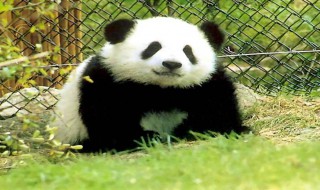 熊猫的知识资料大全 熊猫的知识资料大全 小知识