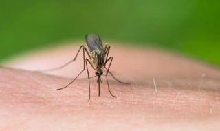 被蚊子叮咬以后为什么会感觉痒（被蚊子叮咬以后为什么会感觉痒痛）