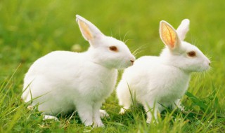 兔子的资料 兔子的资料和特点