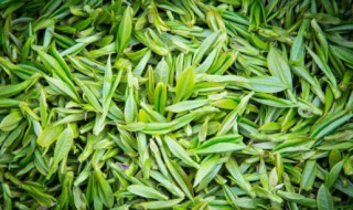 绿茶的功效 绿茶的功效与作用及禁忌
