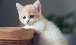 怎么能防止猫在床上尿 如何防止猫咪在床上大小便