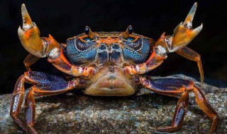 螃蟹不能跟什么一起吃 螃蟹不能跟什么一起吃会过敏