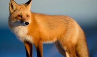 狐狸的拼音声调 狐狸的拼音声调是几声