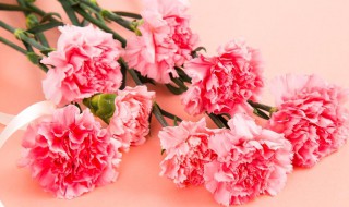 粉色康乃馨的花语和寓意 红色康乃馨的花语和寓意