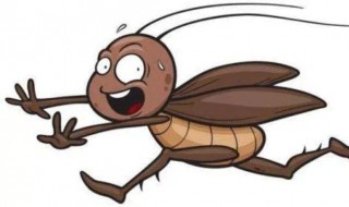 消除蟑螂的五种天然方法（消蟑螂怎么消?）