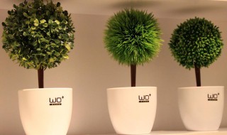 办公室绿色植物（办公室绿色植物怎么养）
