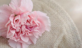 粉康乃馨的花语 粉康乃馨的花语是什么