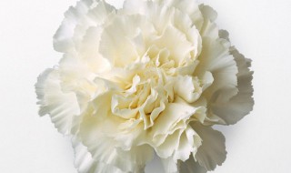 白色康乃馨的花语 白色康乃馨的花语是什么
