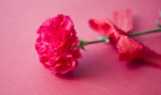 康乃馨的花语送几朵 康乃馨花送几朵代表什么
