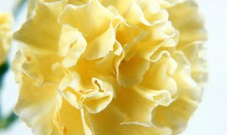 黄色康乃馨的花语 黄色康乃馨的花语和寓意