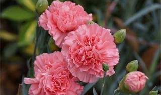 康乃馨的花语是什么意思 粉色康乃馨的花语是什么意思