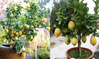 盆栽柠檬树的养殖方法和注意事项 盆栽柠檬树的养殖方法和注意事项