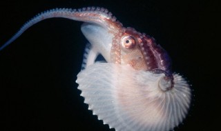船蛸是什么（船蛸是什么科）