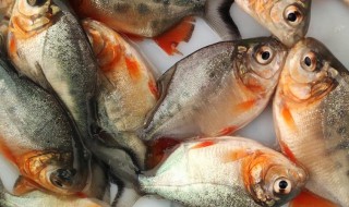 红鲳鱼为什么最便宜 红鲳鱼为什么最便宜卖