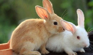 兔子的尾巴有什么作用 兔子的尾巴有什么作用?