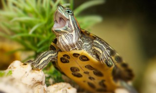 巴西龟怎么养放多少水 家养巴西龟放多少水