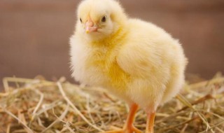 小鸡第一个月怎么养 小鸡第一个月怎么养好