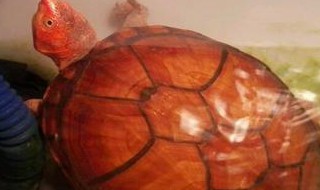 红面蛋龟怎么养 红面蛋龟怎么养才发色
