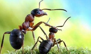 蚂蚁怎么养 蚂蚁怎么养殖
