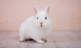 刚买的小兔子怎么养 刚买的小兔子怎么养才能活
