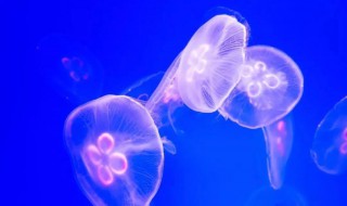 海蛰和水母的区别 海蛰是水母的一种吗