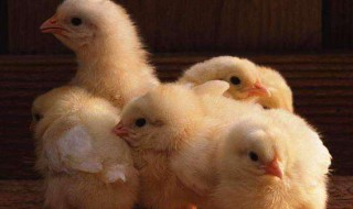正确养小鸡的方法 正确养小鸡的方法在家干净