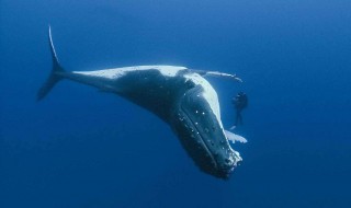 世界上最孤独的鲸鱼 世界上最孤独的鲸鱼多少赫兹