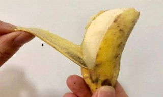 芭蕉的功效与作用 香蕉的功效与作用