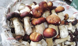球盖菇怎么做好吃 球盖菇怎么做好吃又简单