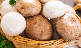 蘑菇的吃法 金针蘑菇的吃法