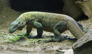 科莫多巨蜥有天敌吗 科莫多巨蜥的天敌是什么动物