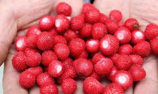 蛇莓可以直接吃吗 蛇莓可以直接吃吗专家回答